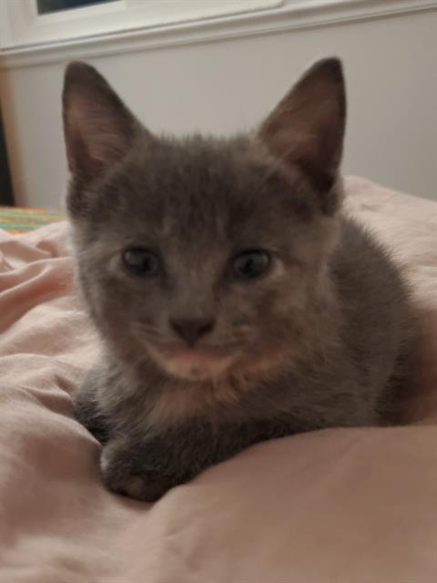 FREYA