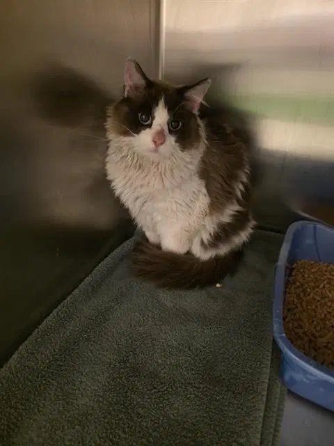Unknown - Snowshoe