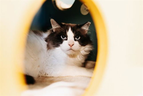 picture of the cat needing adoption