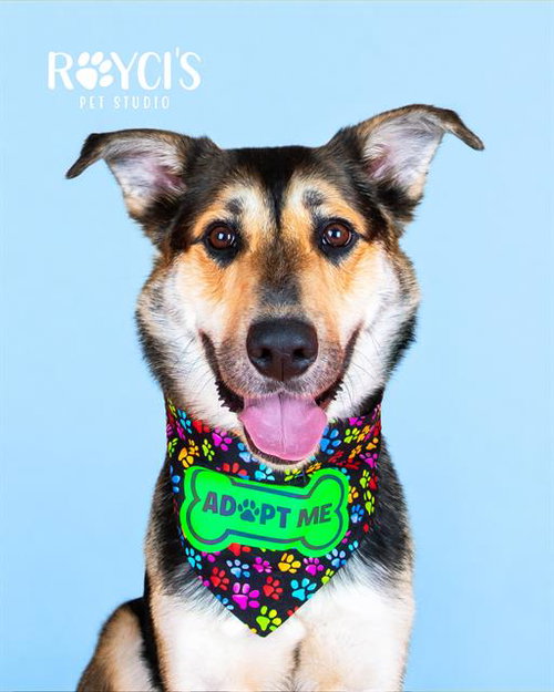 ANTELOPE, an adoptable German Shepherd Dog in West Valley, UT