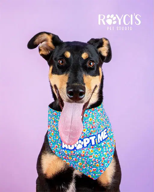 Lula - Doberman Pinscher