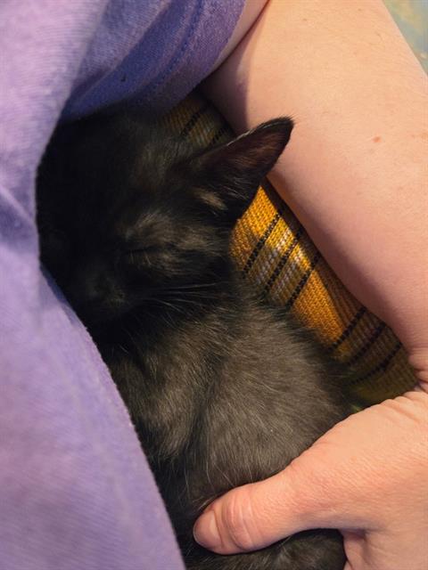 GO FAST, an adoptable Domestic Short Hair in West Valley, UT