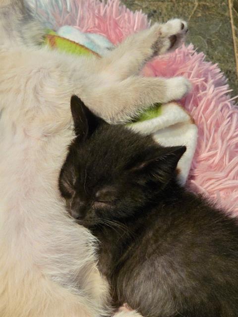 BATMAN, an adoptable Domestic Short Hair in West Valley, UT