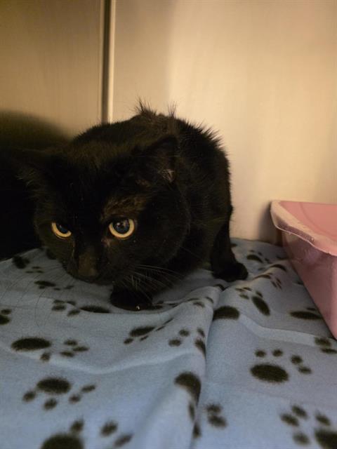 PEEK A BOO, an adoptable Domestic Short Hair in West Valley, UT