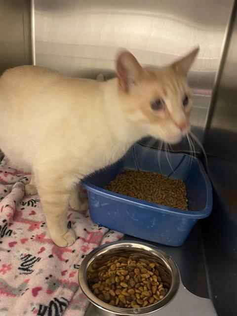 FREDERICK FUZZINGTON, an adoptable Siamese in West Valley, UT