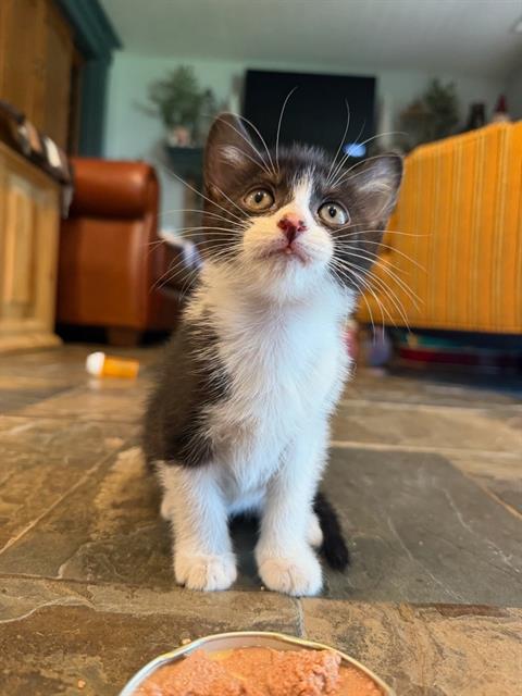 BOOTS, an adoptable Domestic Short Hair in West Valley, UT