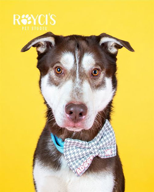 REDMOND, an adoptable Siberian Husky in West Valley, UT