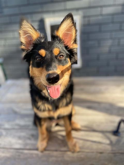 ROXY, an adoptable Australian Shepherd in West Valley, UT
