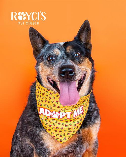 MAMAS, an adoptable Queensland Heeler in West Valley, UT