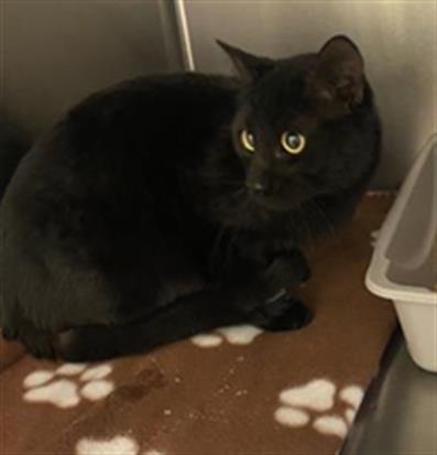 SIR SALEM, an adoptable Domestic Short Hair in West Valley, UT