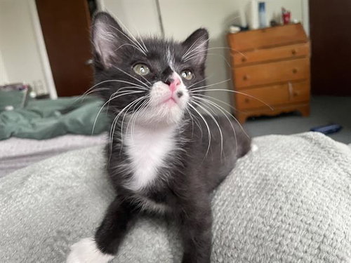 A121941, an adoptable Domestic Short Hair in West Valley, UT