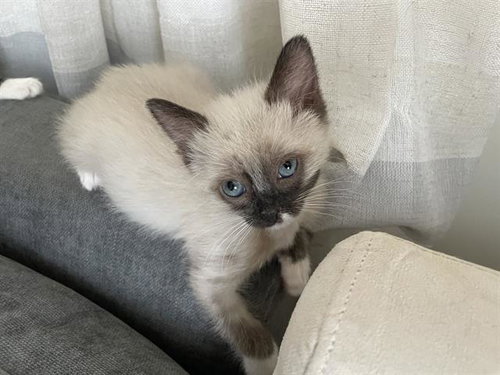 A121943, an adoptable Siamese in West Valley, UT