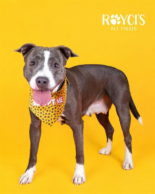 A122477, an adoptable Pit Bull Terrier in West Valley, UT