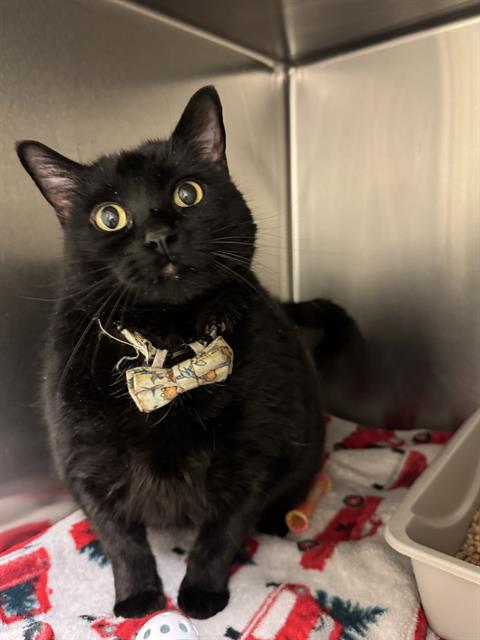 SOPHIA MARIE, an adoptable Domestic Short Hair in West Valley, UT