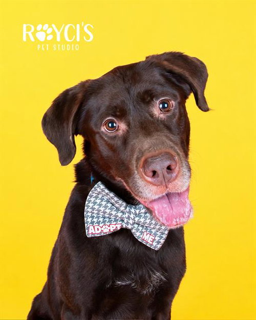 TURKEY, an adoptable Labrador Retriever in West Valley, UT