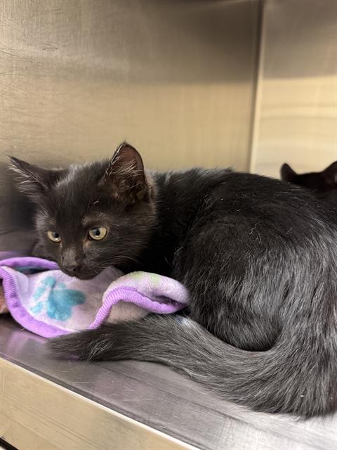 A122557, an adoptable Domestic Short Hair in West Valley, UT