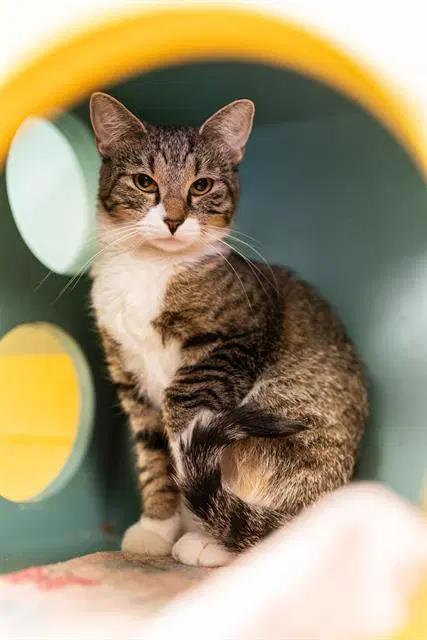 Unknown - Domestic Short Hair