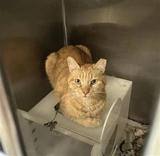 Junior - Domestic Short Hair