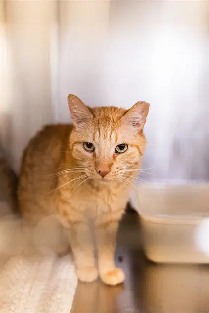 Junior - Domestic Short Hair