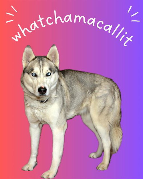 Whatchamacallit