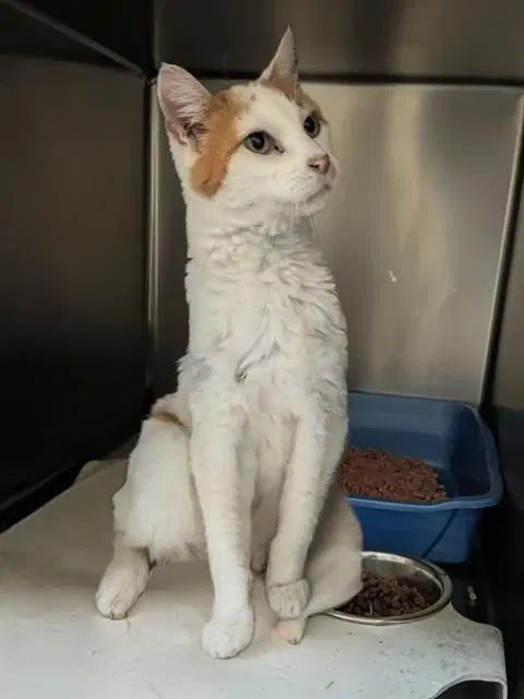 Dominic - Domestic Short Hair