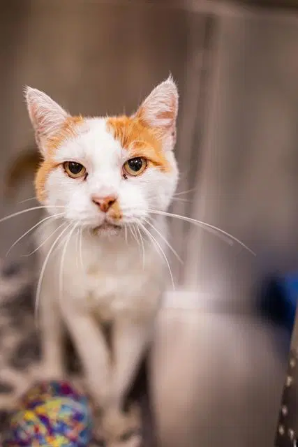 Dominic - Domestic Short Hair