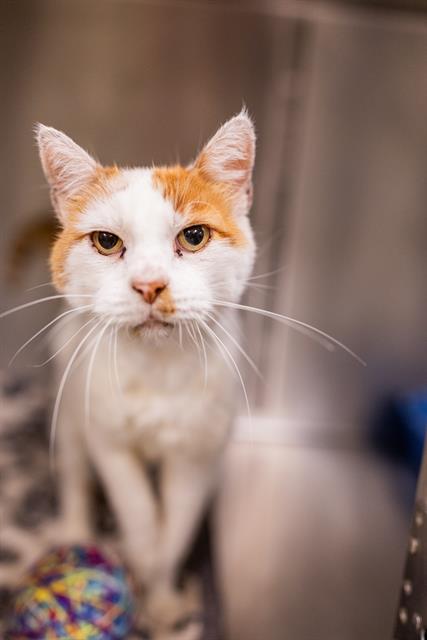 picture of the cat needing adoption