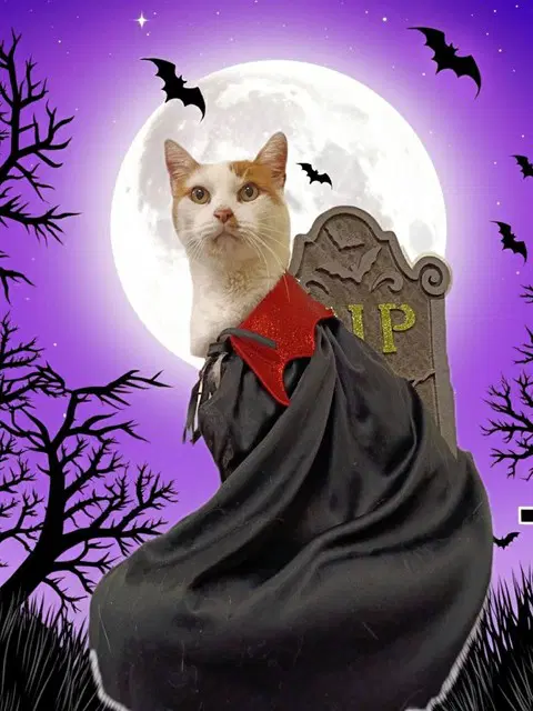 Dominic - Domestic Short Hair