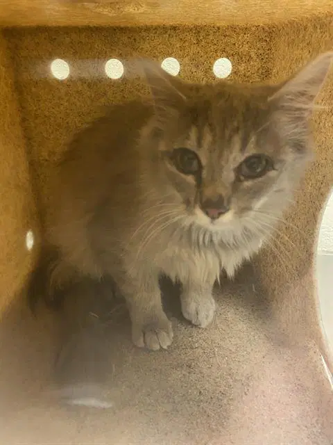 Teeny Tina image 1