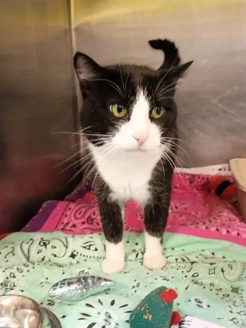 Squeegee - Domestic Short Hair
