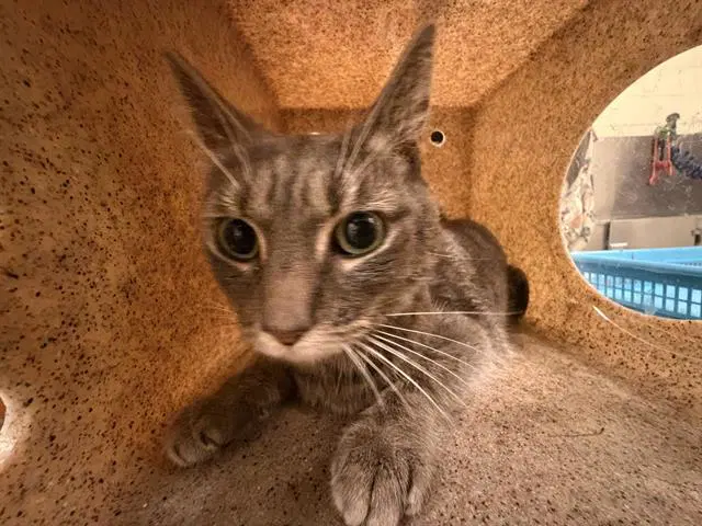Nezi - Domestic Short Hair
