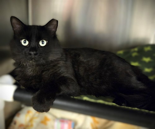 picture of the cat needing adoption
