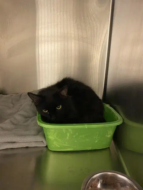 Luigi - Domestic Long Hair