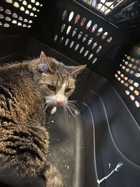 Jasper - Domestic Short Hair