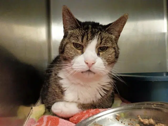 Jasper - Domestic Short Hair