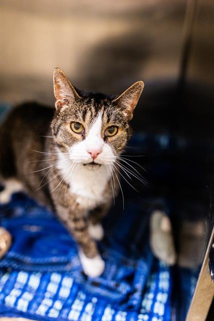 JASPER, a cat for adoption from West Valley Animal Services
