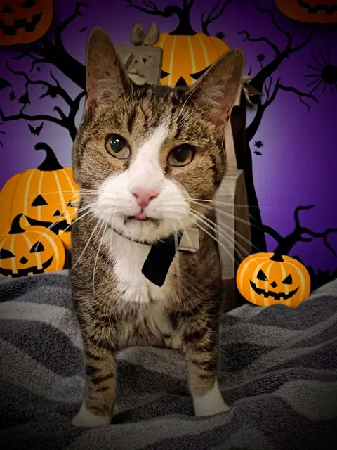 Jasper - Domestic Short Hair