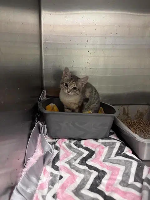 Unsupervised - Domestic Short Hair