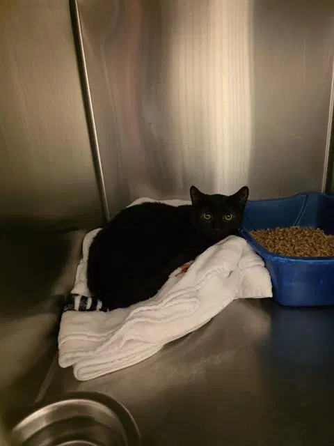 Edgar Allan Paw - Domestic Short Hair