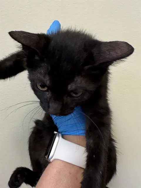 Spooklet - Domestic Short Hair