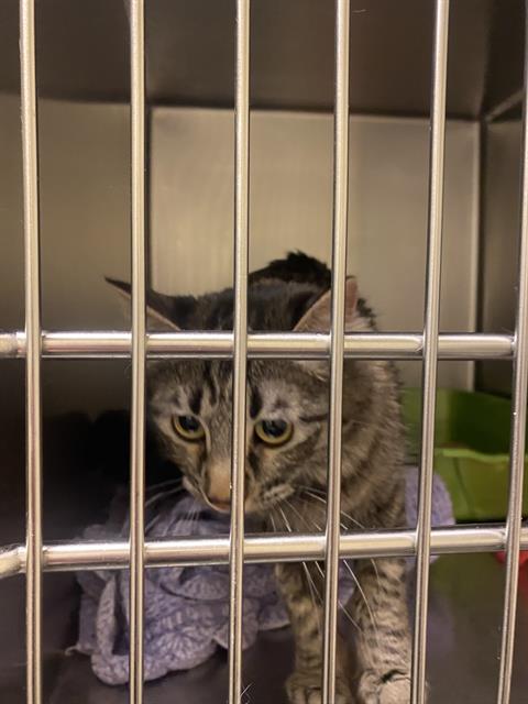 picture of the cat needing adoption