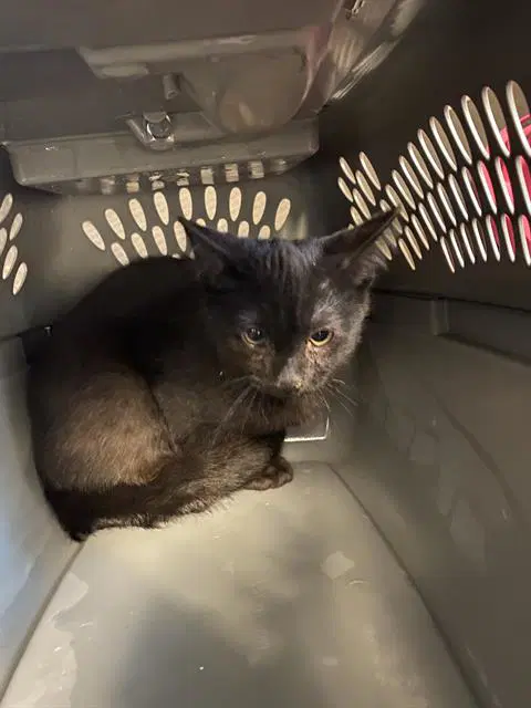 Pocket Void - Domestic Short Hair