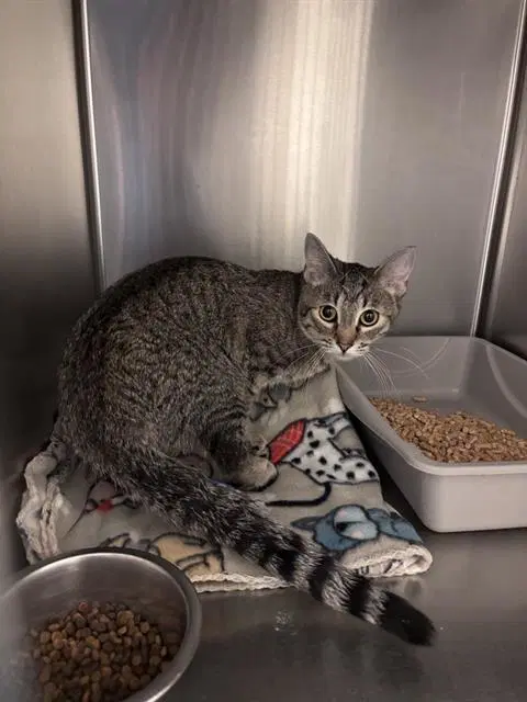 Fritter Bean - Domestic Short Hair