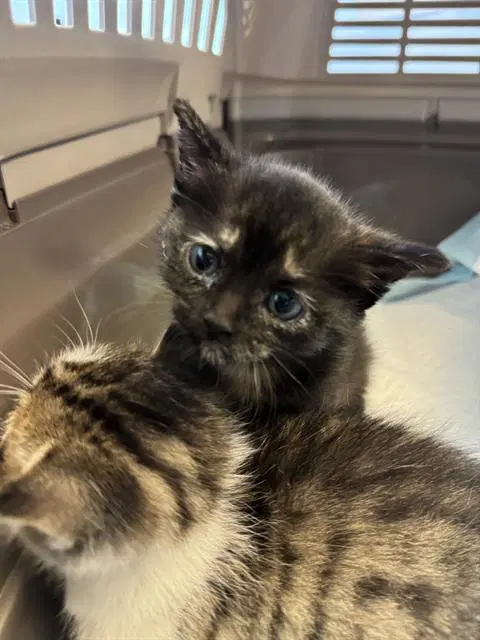 Unknown - Domestic Short Hair