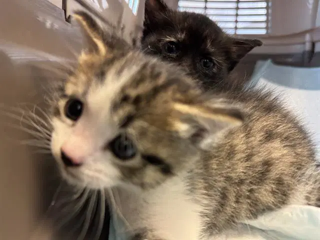 Unknown - Domestic Short Hair