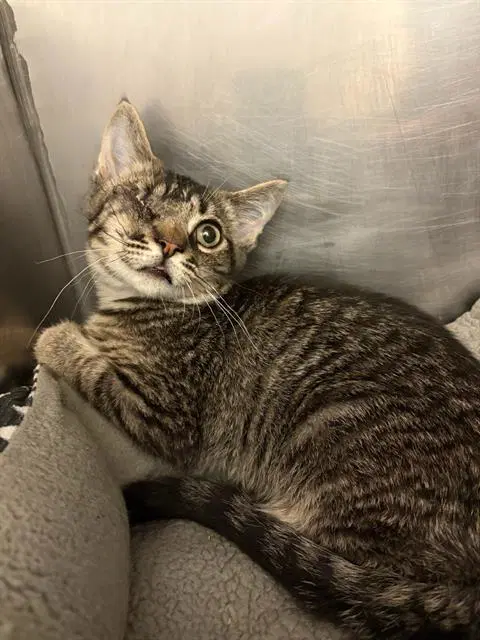 Limited Edition - Domestic Short Hair