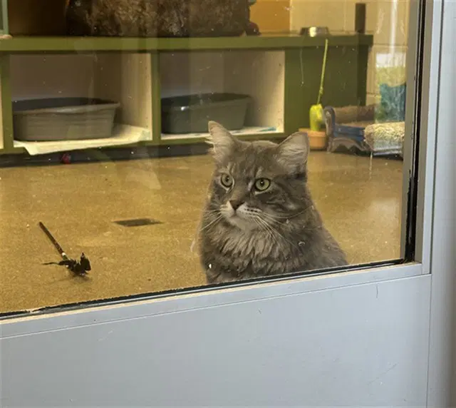 Malibu - Domestic Long Hair