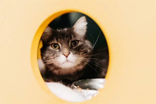 Malibu - Domestic Long Hair