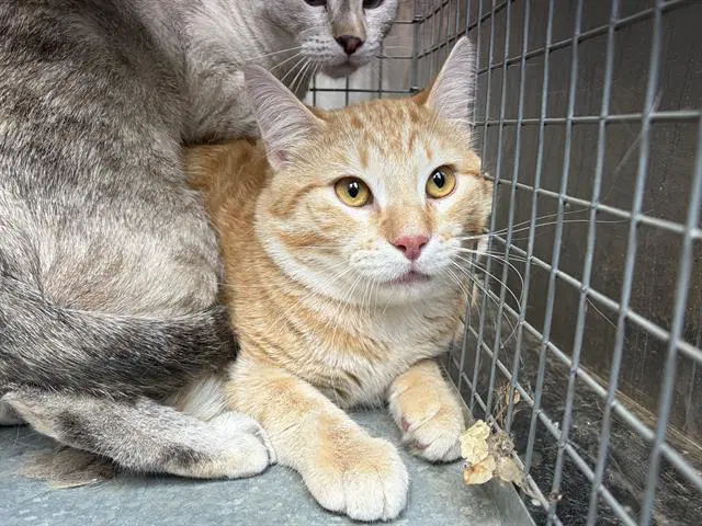 Unknown - Domestic Short Hair