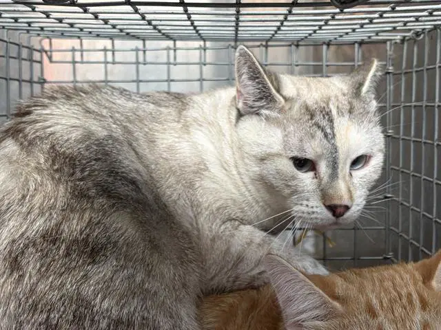 Astrid - Snowshoe